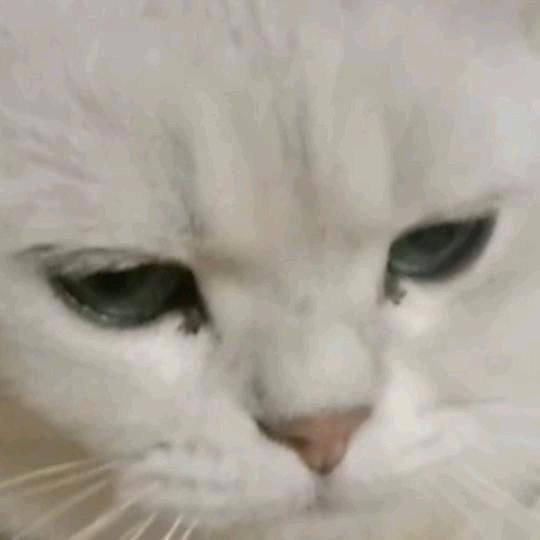 桉