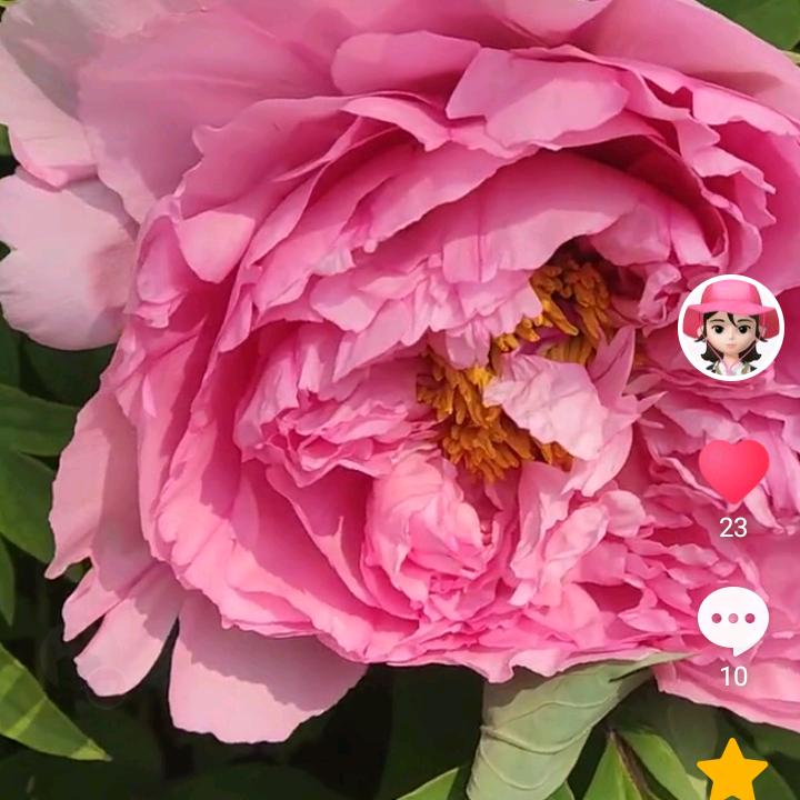 女人如水似花
