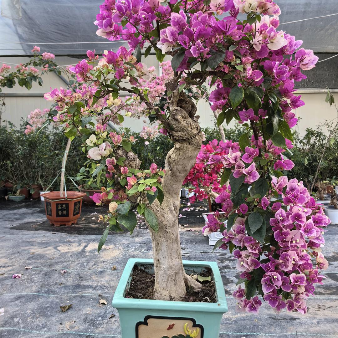 百花园园艺