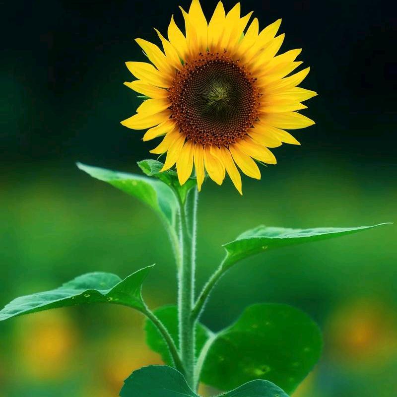 奋斗的兔子🐰Vlog