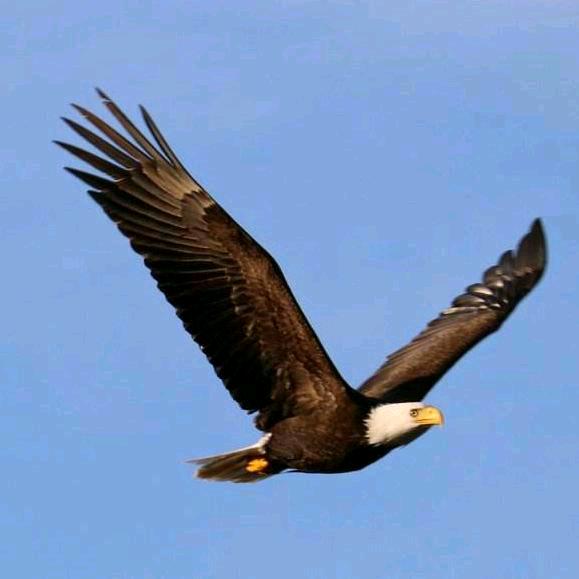 河南老面十层馒头