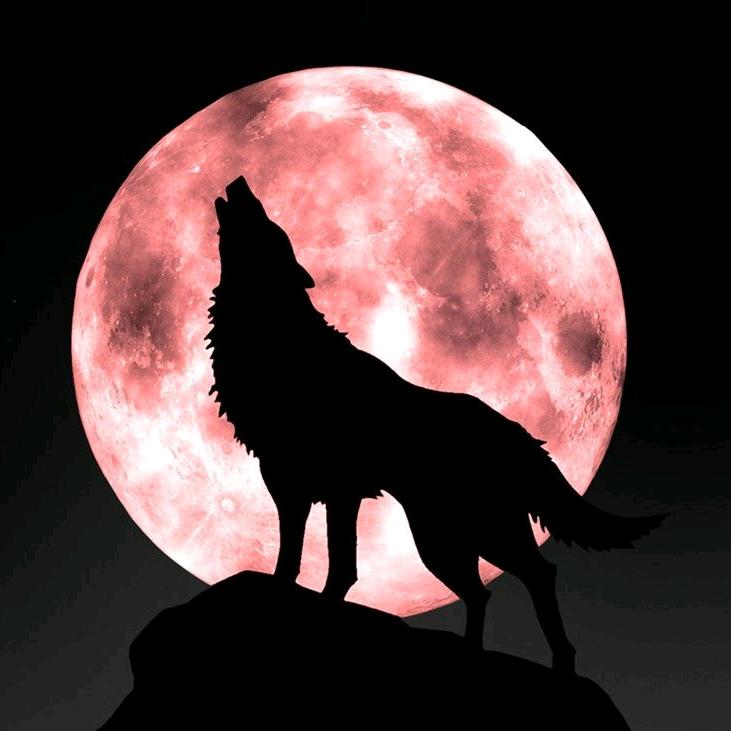 尼哈古丽，梦。🌹