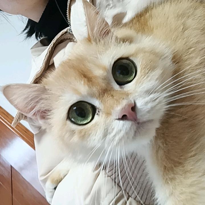 喵星人小糖宝