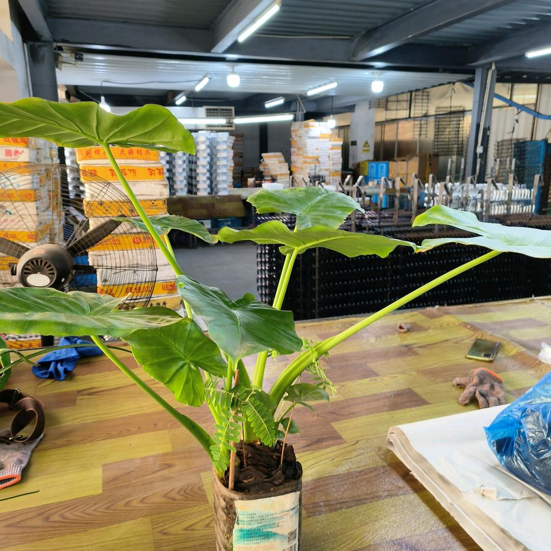 清风徐来小会(拒绝私聊》