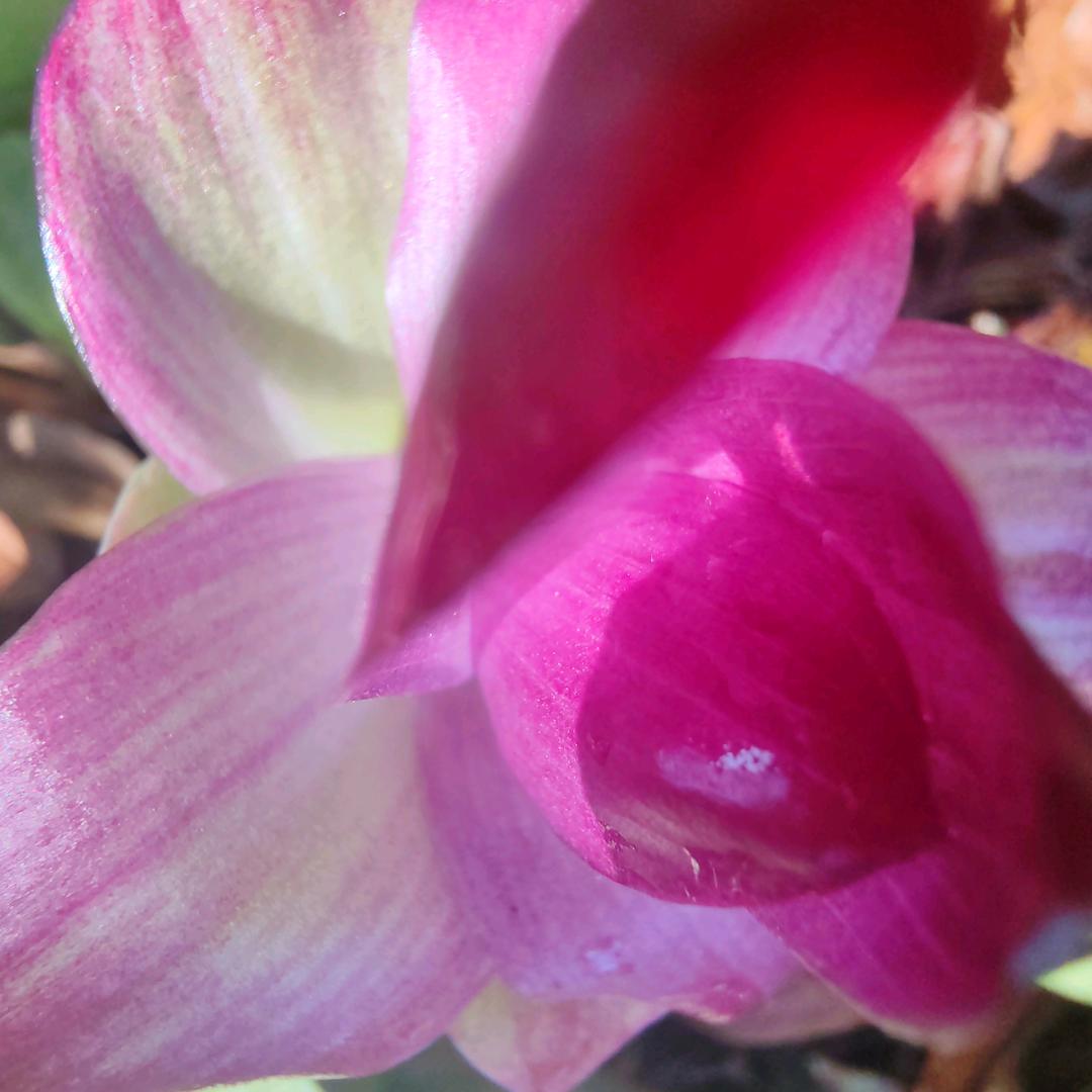 不知道的花