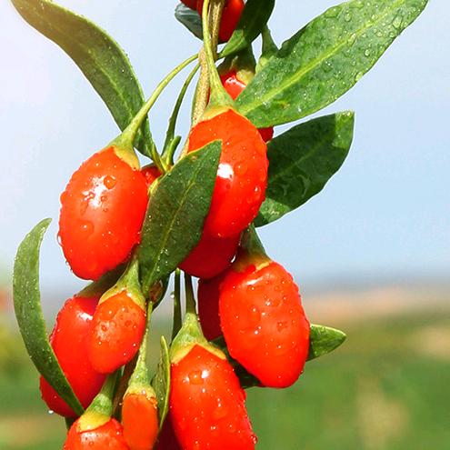 满诚臻果特产店