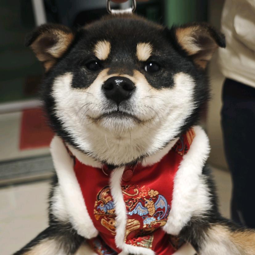 调犬—大汁儿～