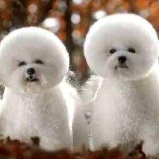 🌹菁菁和贸🌹