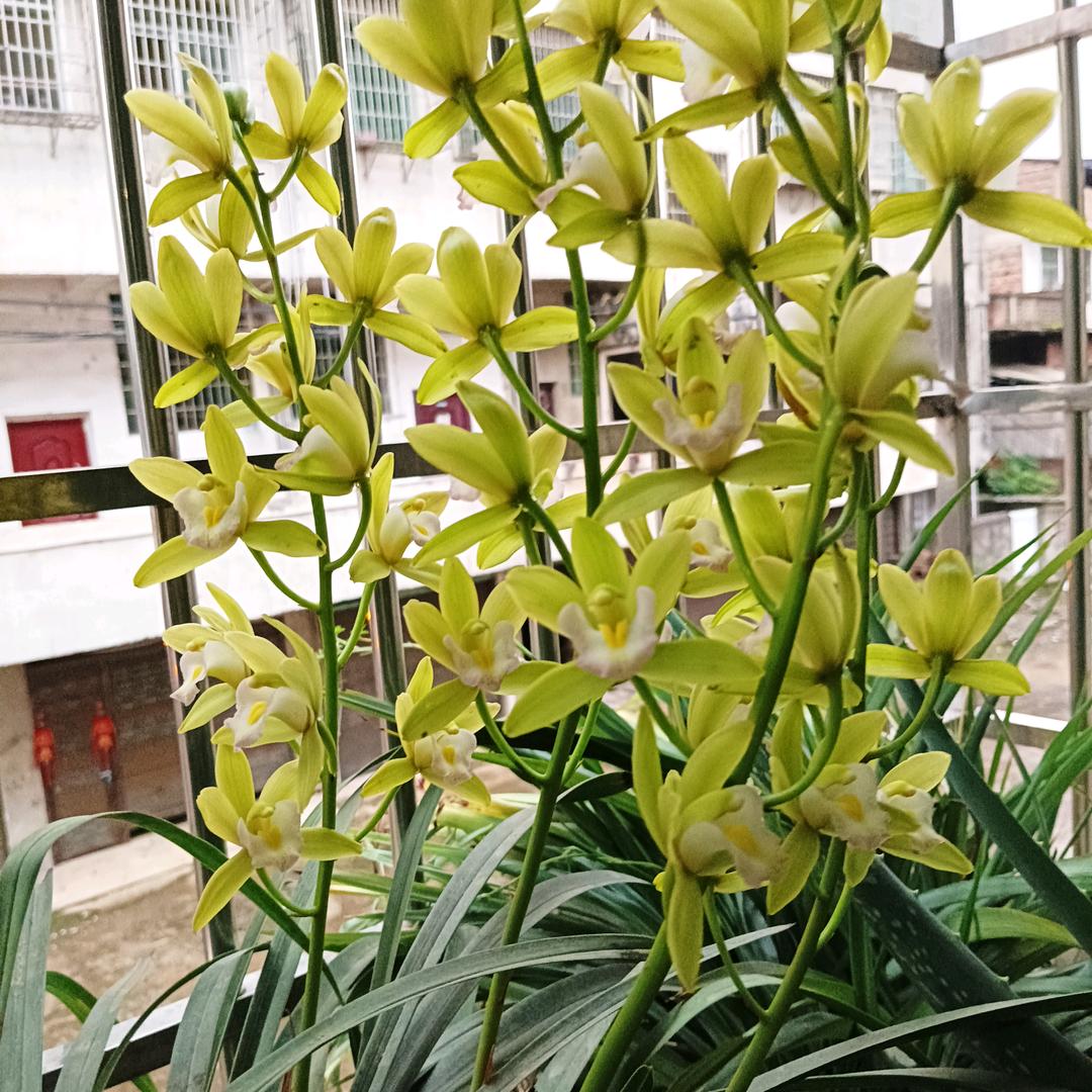 兰红