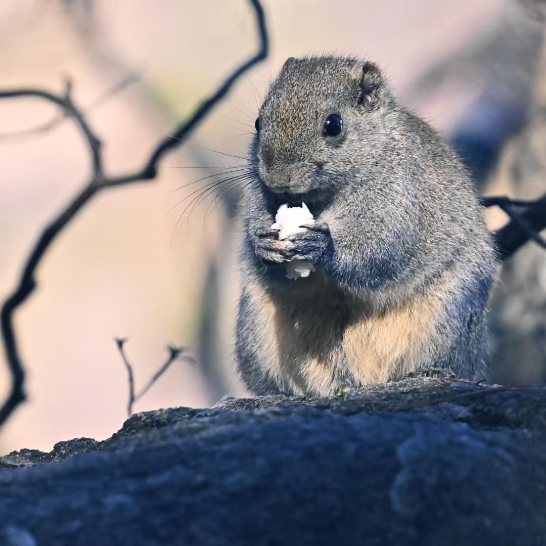 卅（和平精英PC端）