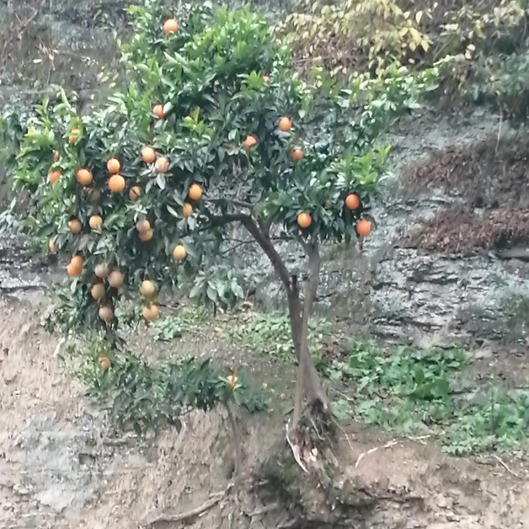傻大姐来了头像