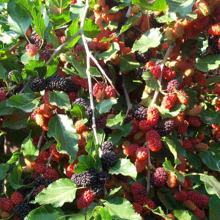 我不会放弃努力