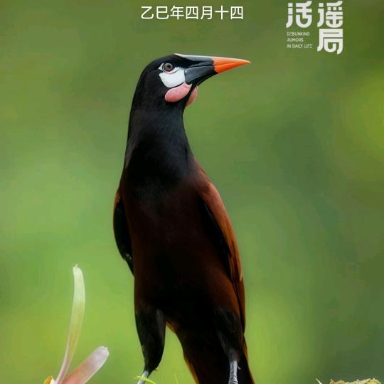 小胖姐