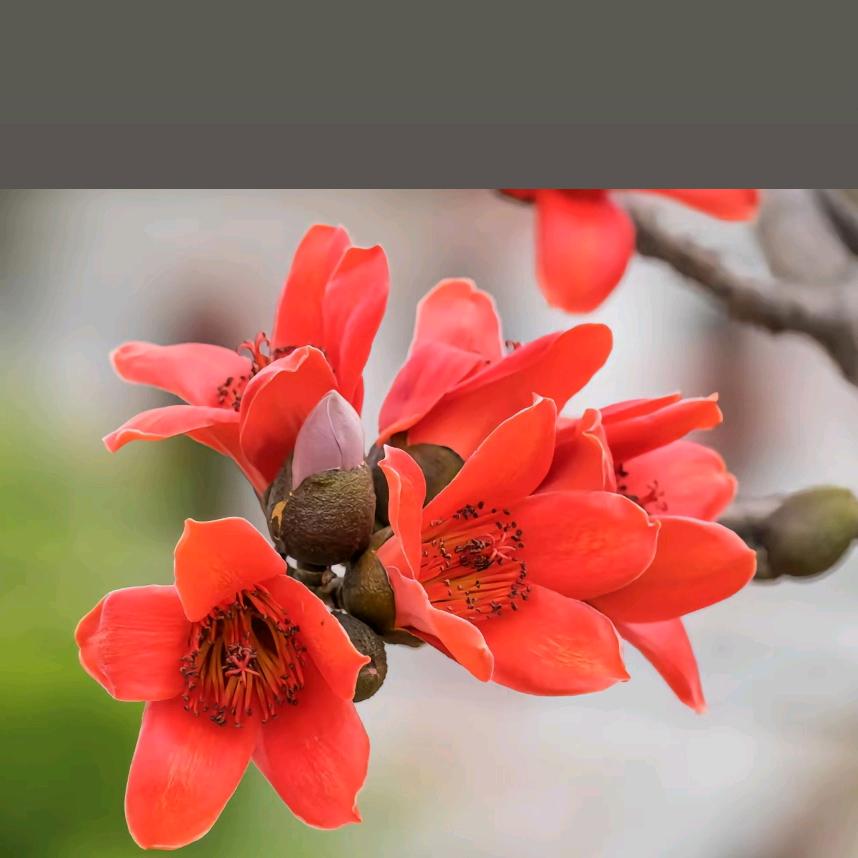 木棉花
