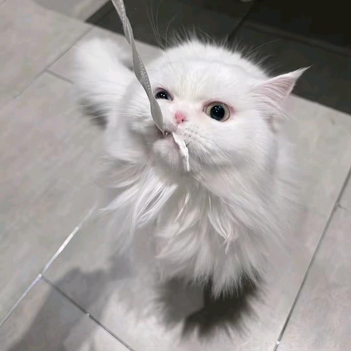 绒白喵馋鬼