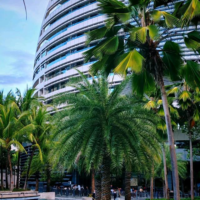 《枣乡戏社》刘士香