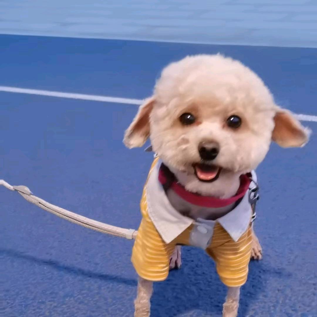 丢丢 哈哈 🐶🐶