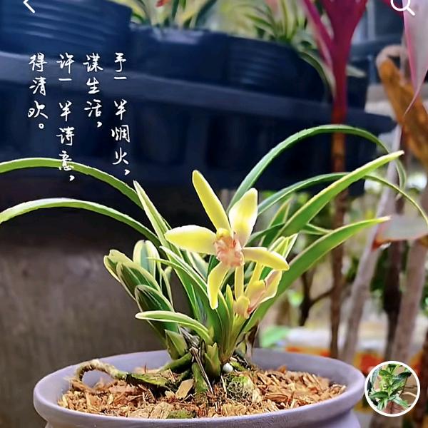 五彩绿植店