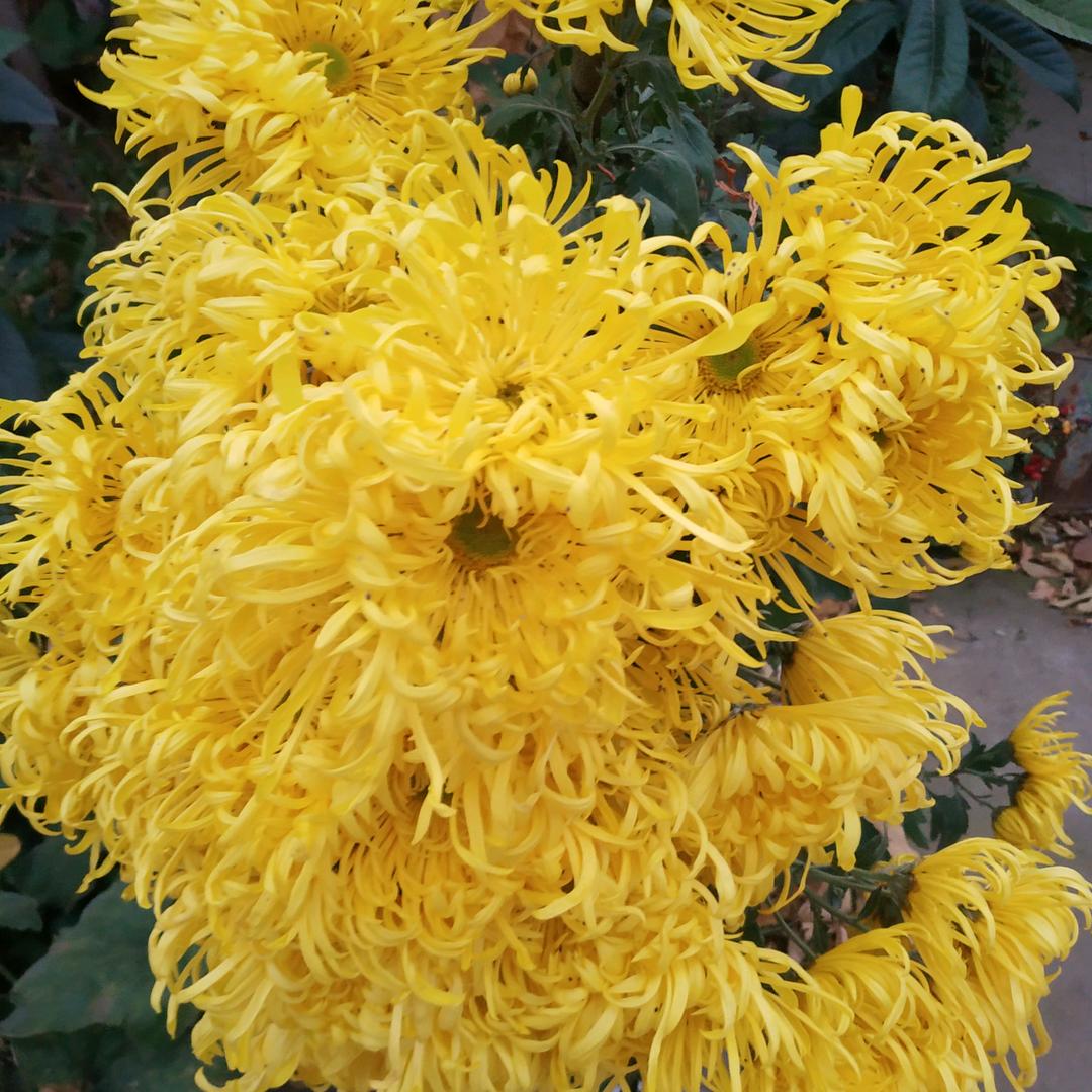 王香菊