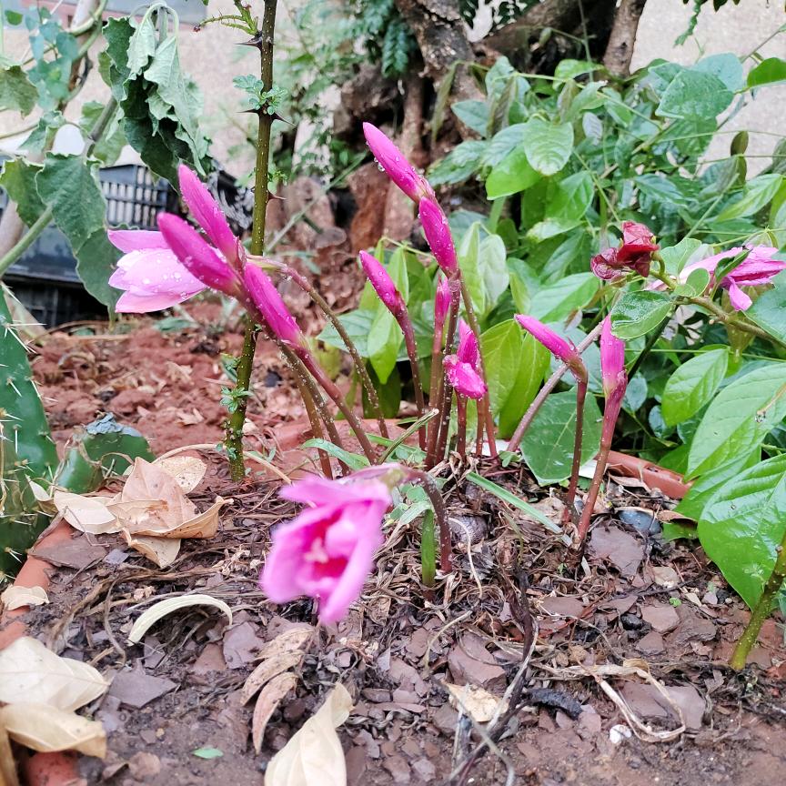 专业房子井桩   大小挖机出租