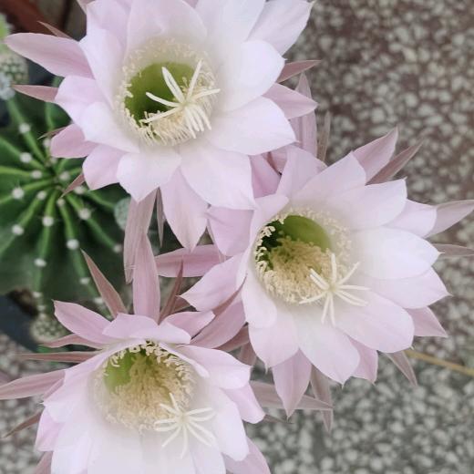 🥀᭄余生꧔ꦿᩚ有你ꦿྀ💕💞LZX