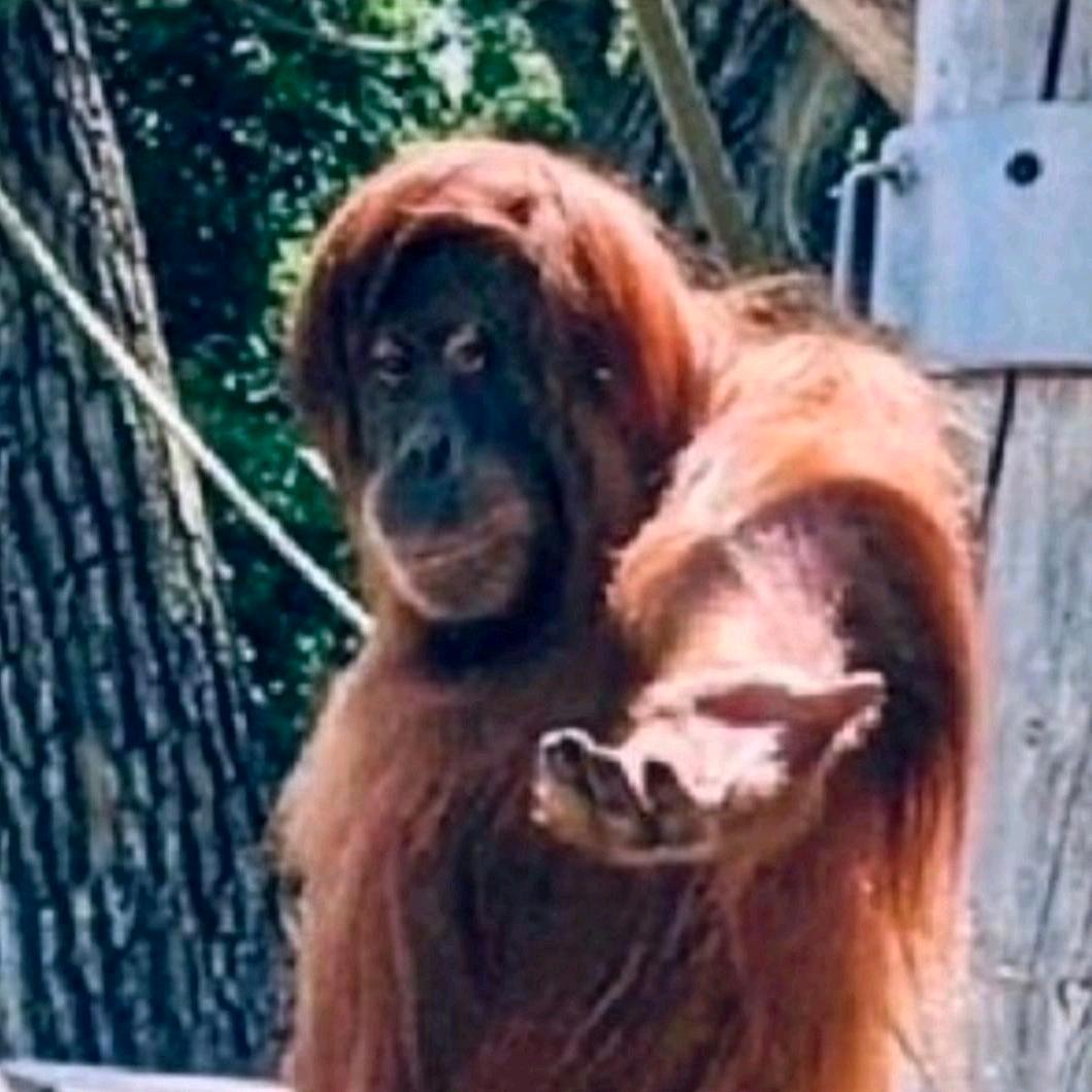 青年英雄何富强