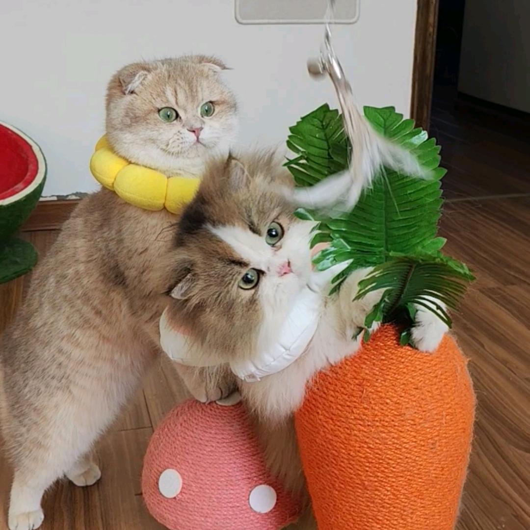 五花肉和胖仔仔