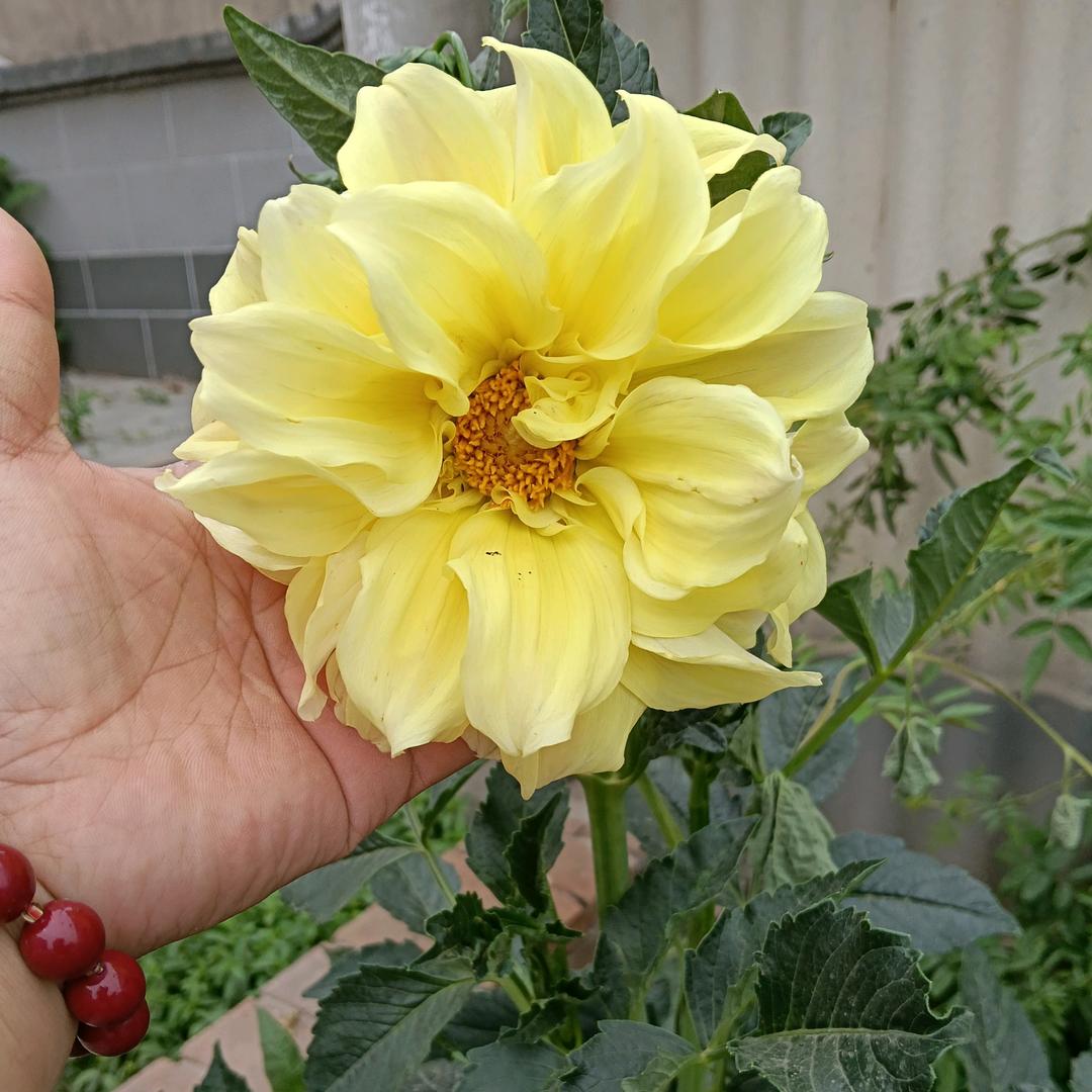 玫瑰💛