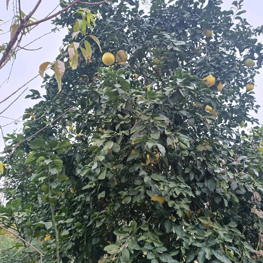 欧阳娜姐