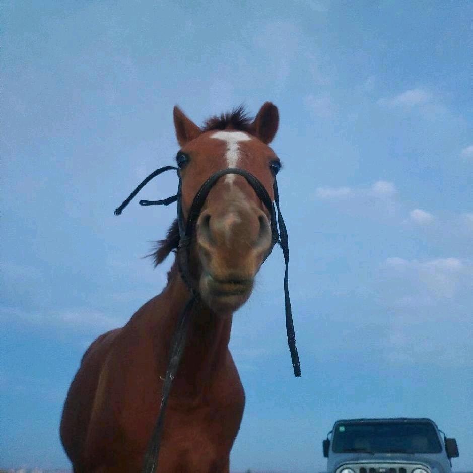 楠？
