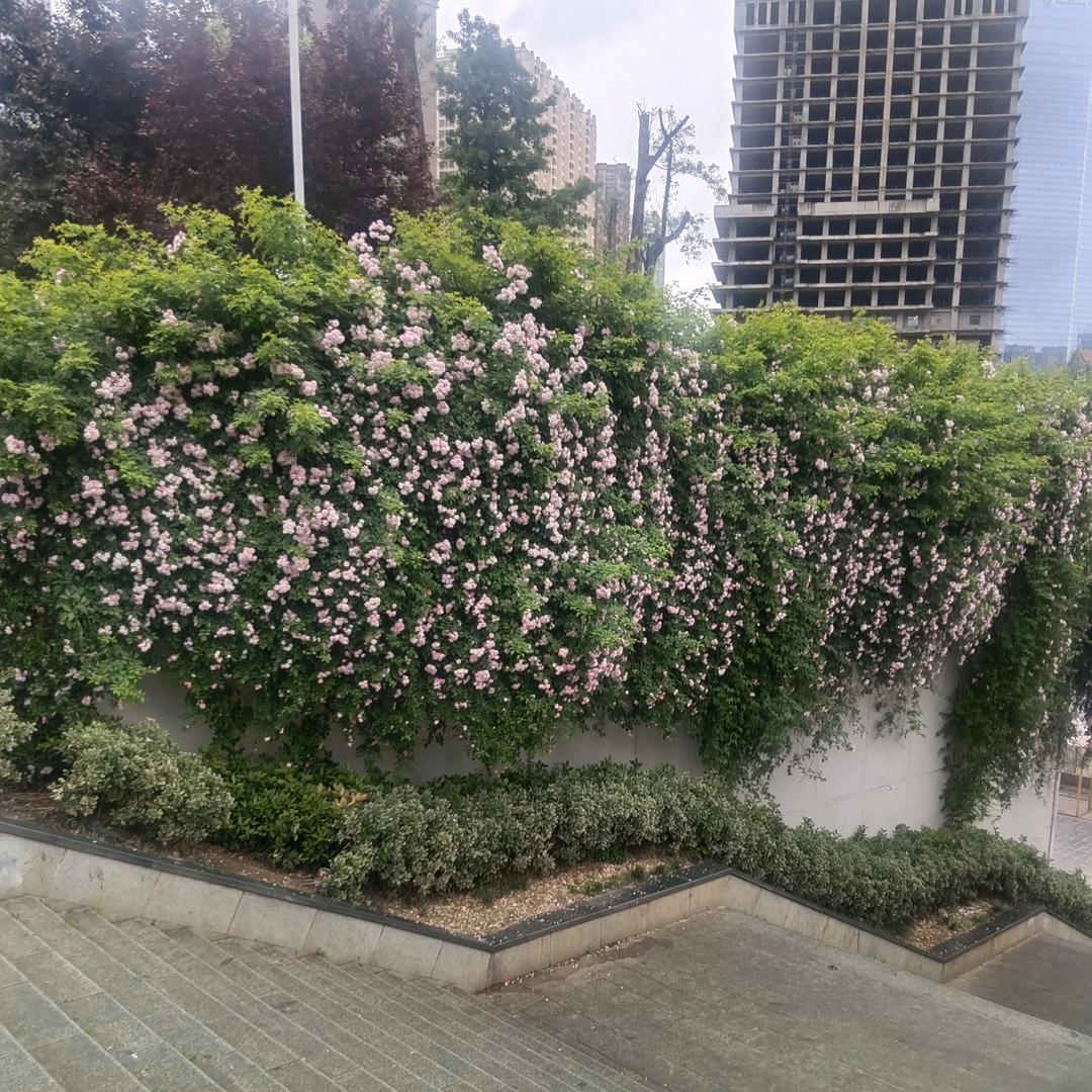 戴明