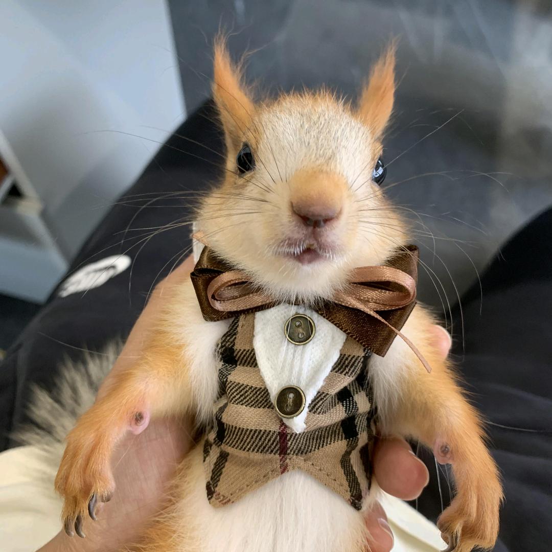 云暮松鼠萌宠（售🐿）