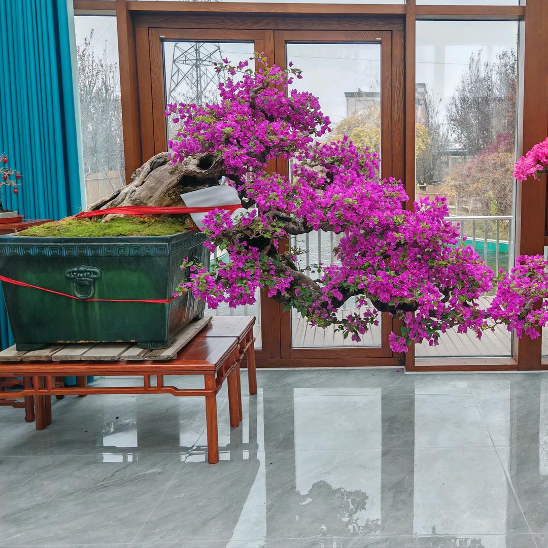 楠楠的养花日常