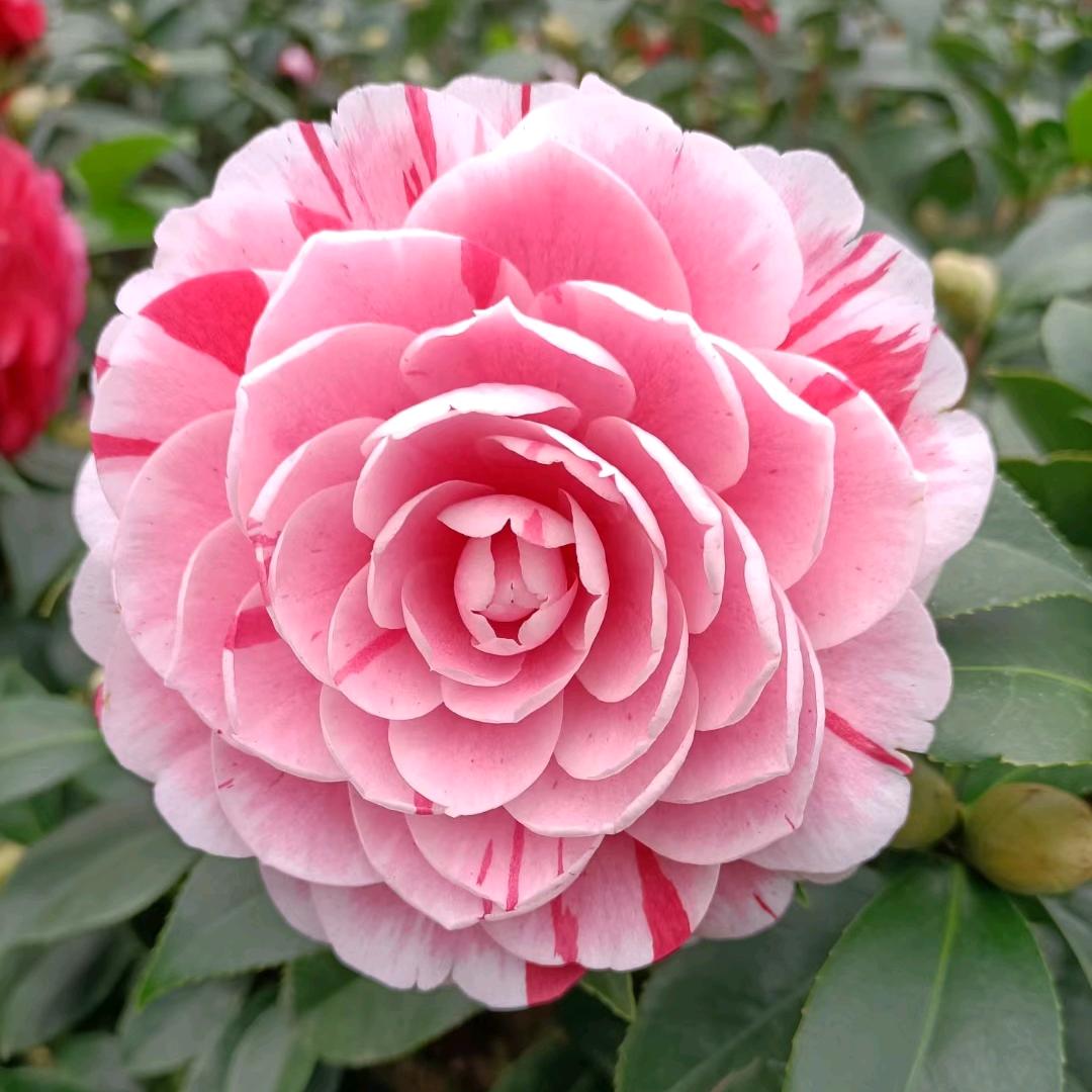 明远茶花园