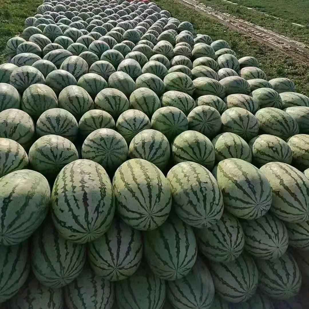 草帽瓜果代办代发