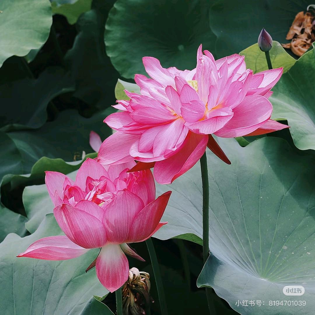 曹老师说