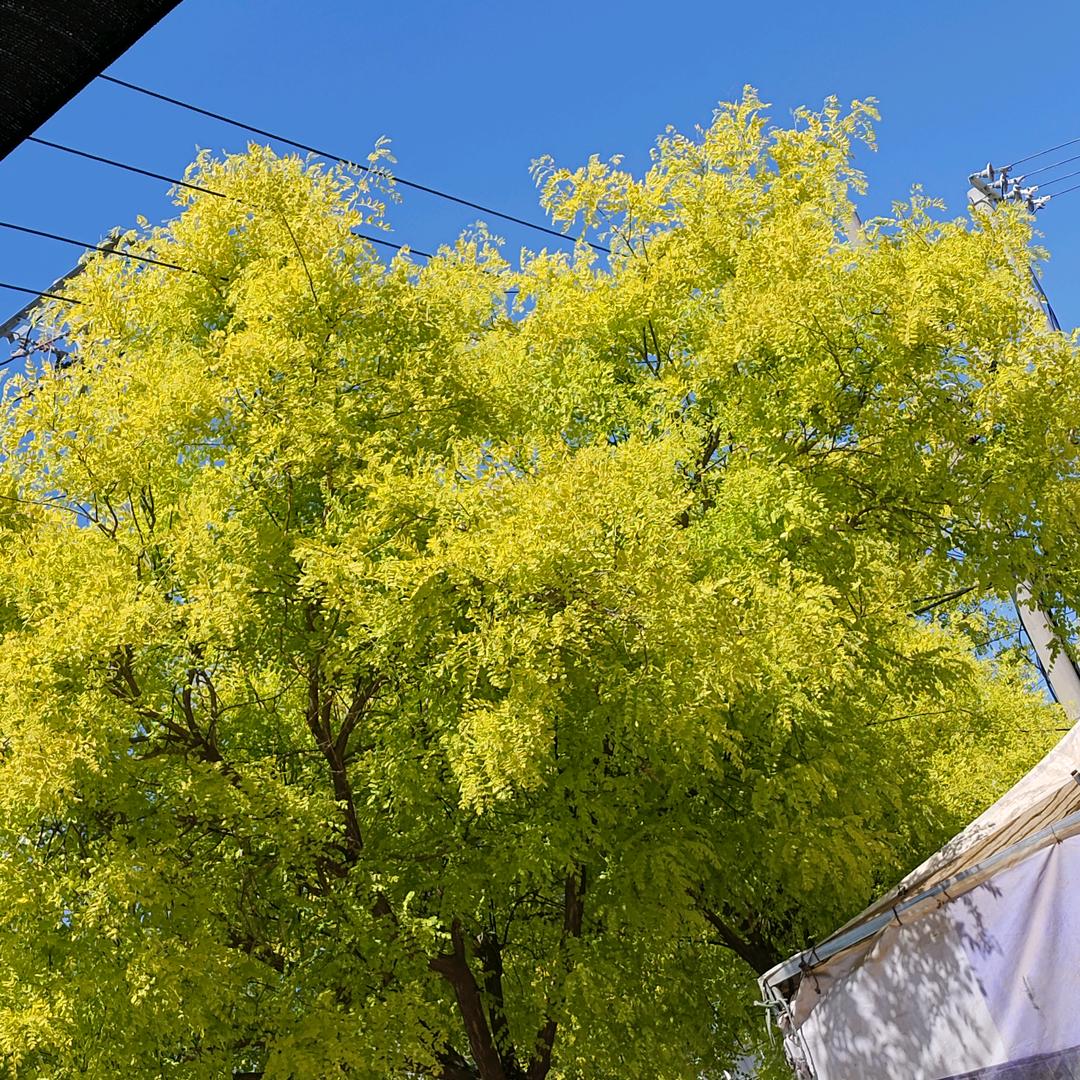 秋风晚霞