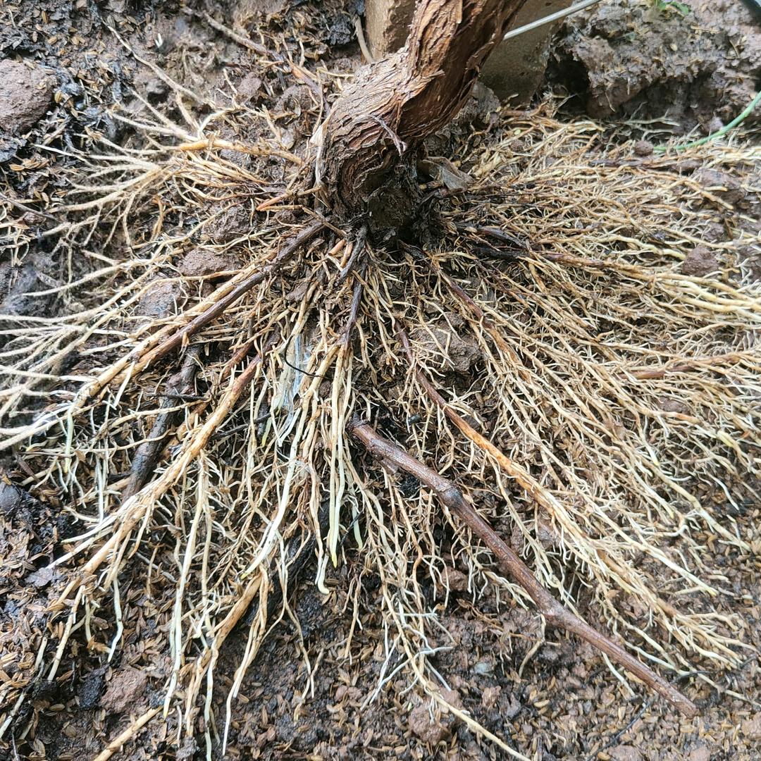 宾川壹角-苏贝尔