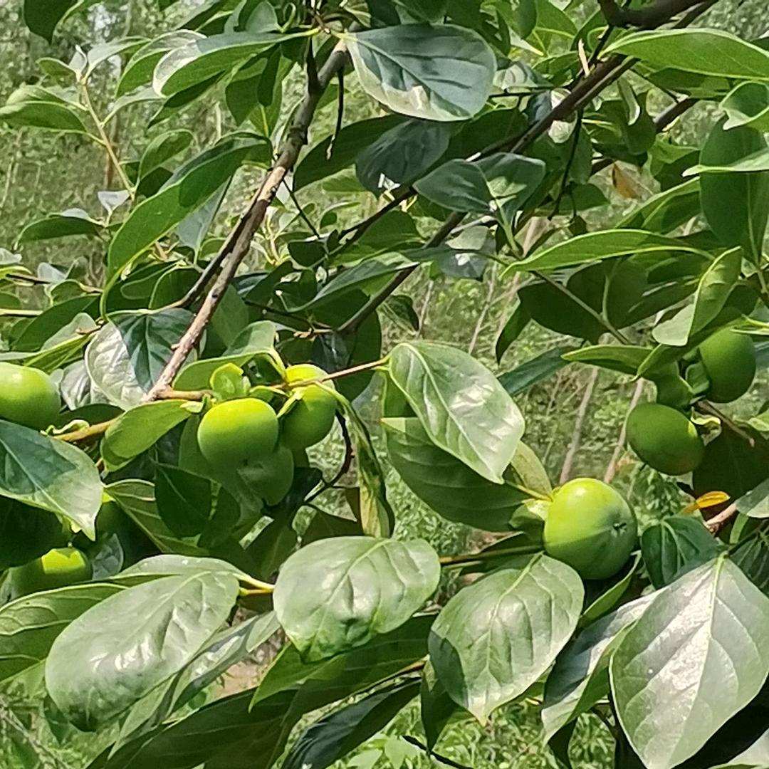 少英