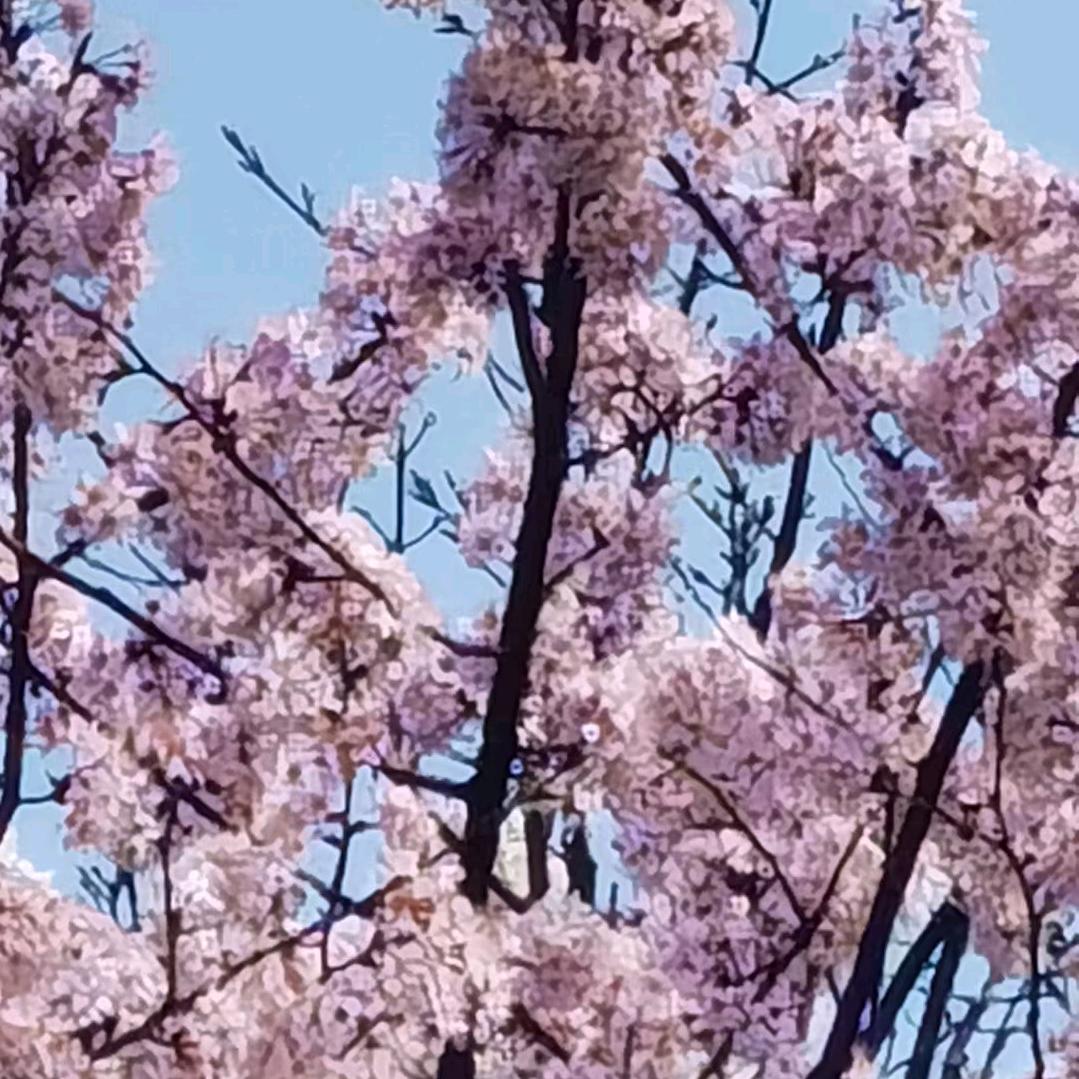 一缕青烟随风散！！