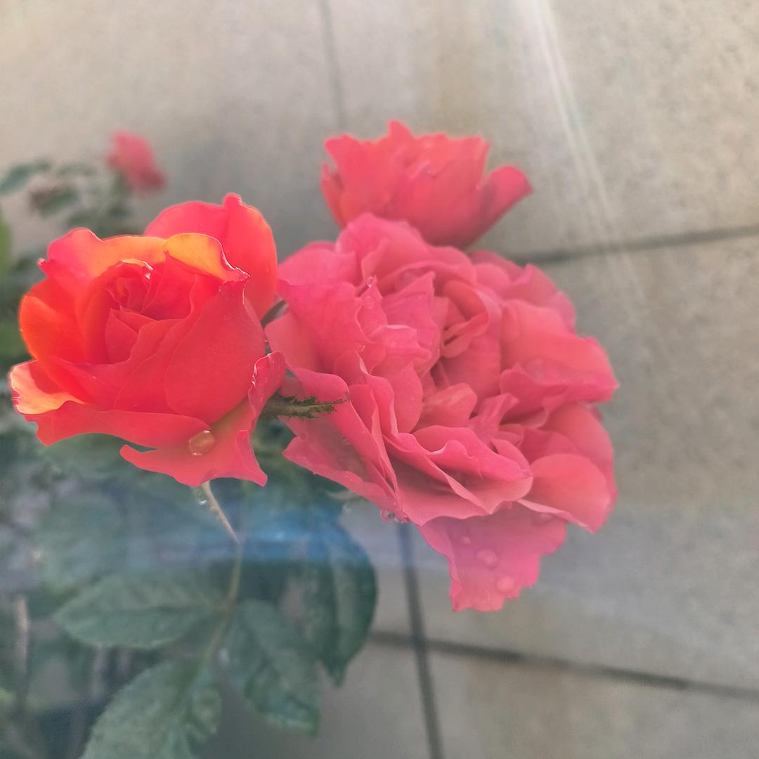 ✨*✨太阳☀