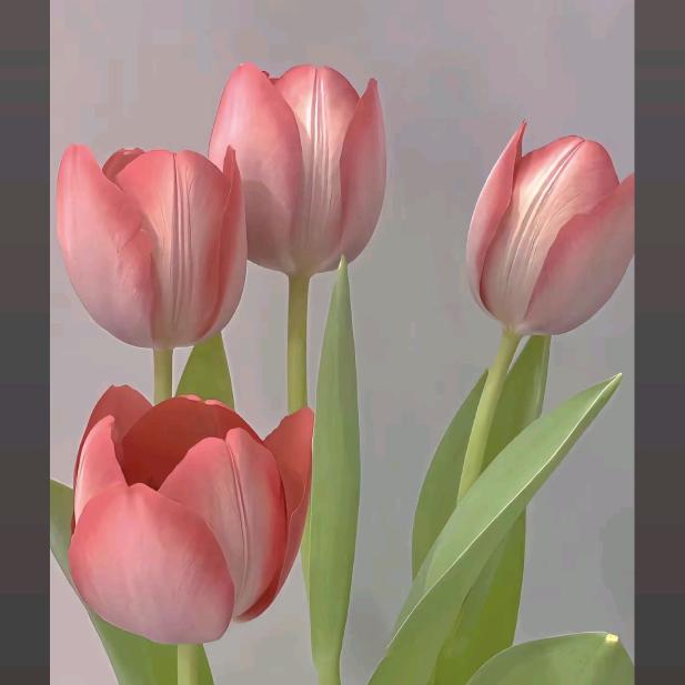 郁金香❤️❤️❤️