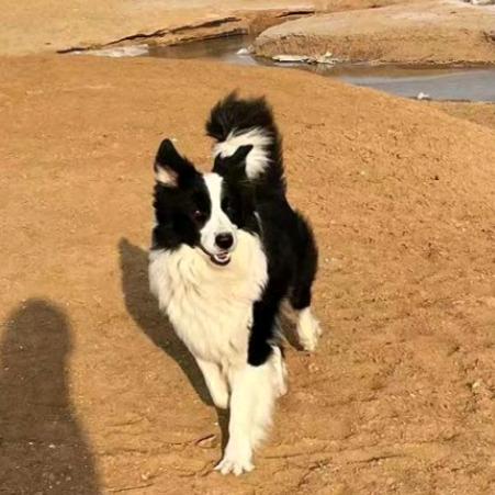 大麦的小狗工厂