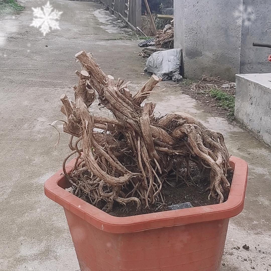 浩越植物工坊