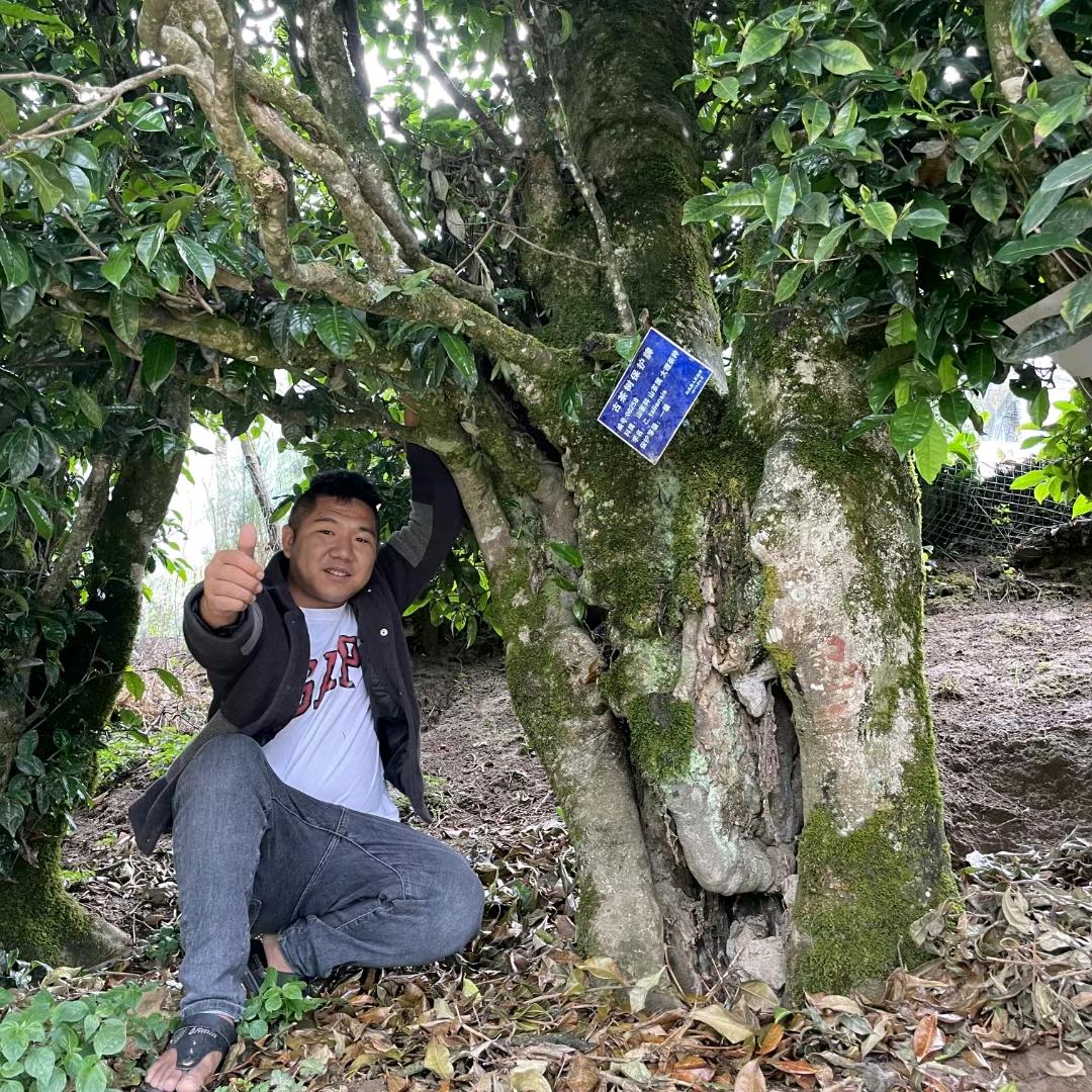 勐库小荒田33号