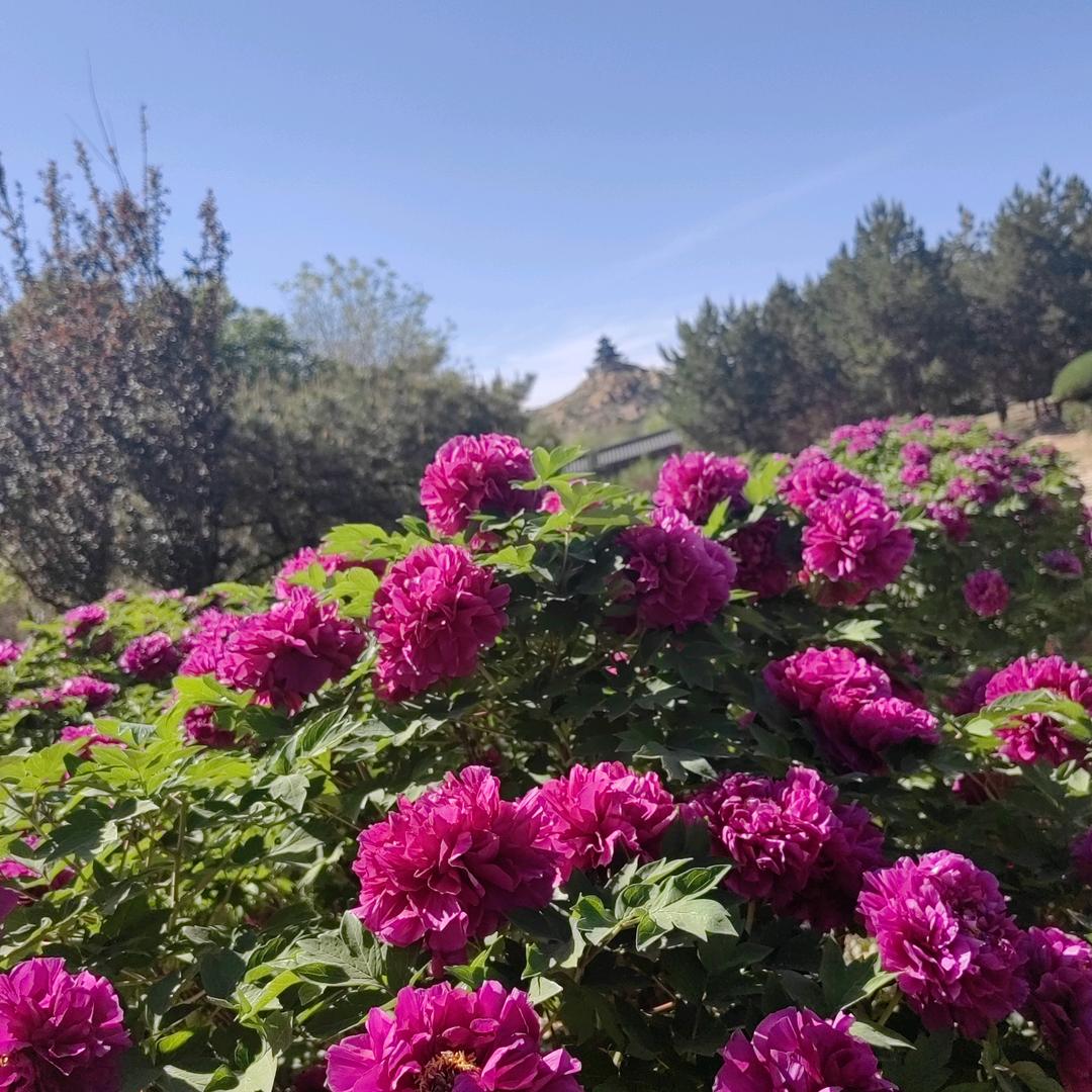 @嘻嘻☘🍒