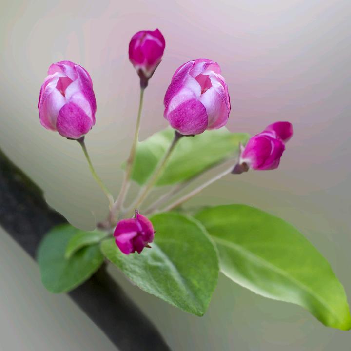 小精灵