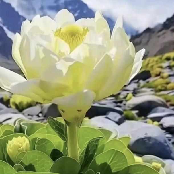 ℋღ᭄喜上眉梢🍒᭄💞࿐