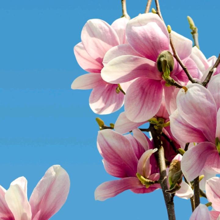 花开见喜