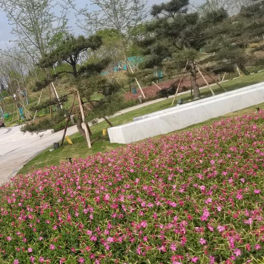 杨艳